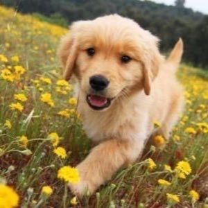 Meet your Posher, Freya